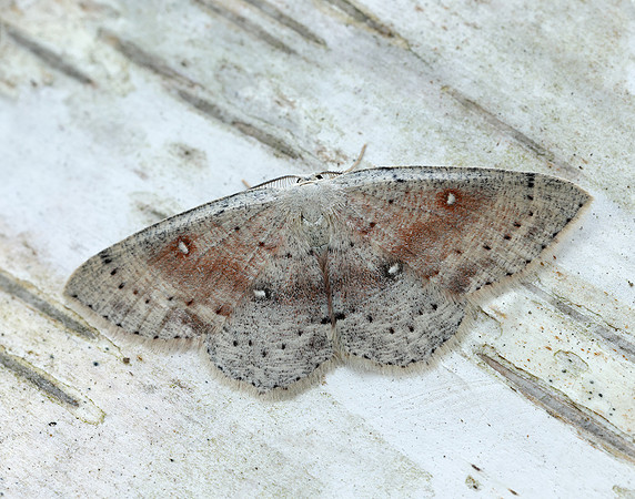 70.032 BF1677 Birch Mocha Cyclophora albipunctata