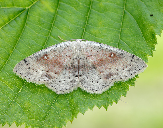 70.032 BF1677 Birch Mocha Cyclophora albipunctata