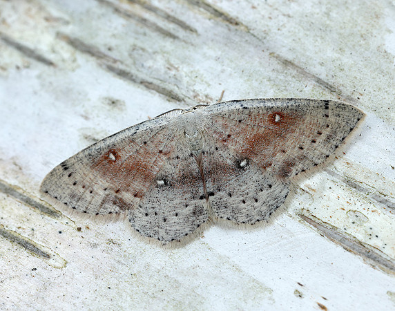 70.032 BF1677 Birch Mocha Cyclophora albipunctata