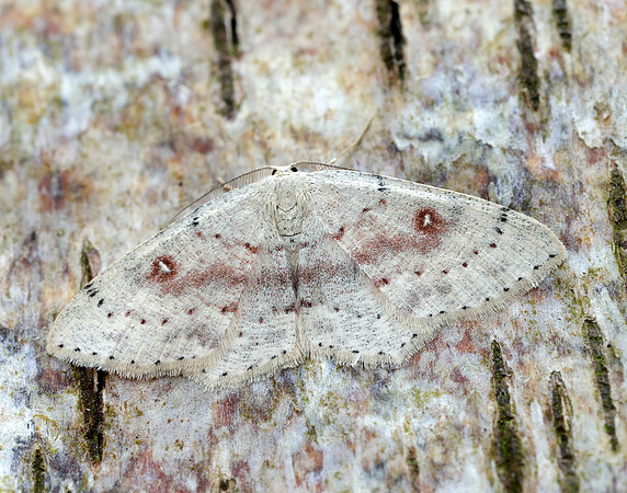 70.032 BF1677 Birch Mocha Cyclophora albipunctata