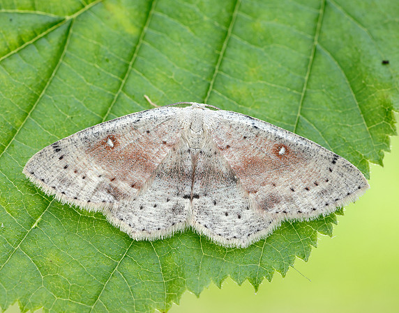 70.032 BF1677 Birch Mocha Cyclophora albipunctata