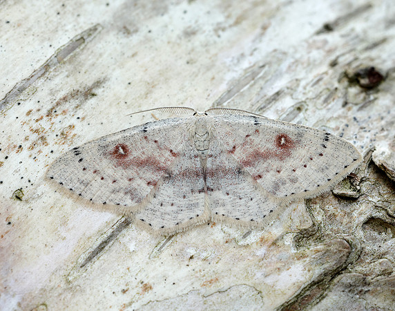 70.032 BF1677 Birch Mocha Cyclophora albipunctata