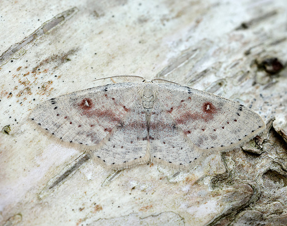 70.032 BF1677 Birch Mocha Cyclophora albipunctata