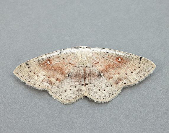 70.032 BF1677 Birch Mocha Cyclophora albipunctata