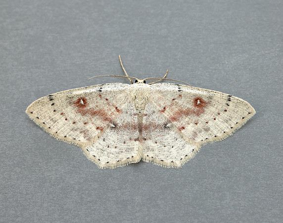 70.032 BF1677 Birch Mocha Cyclophora albipunctata