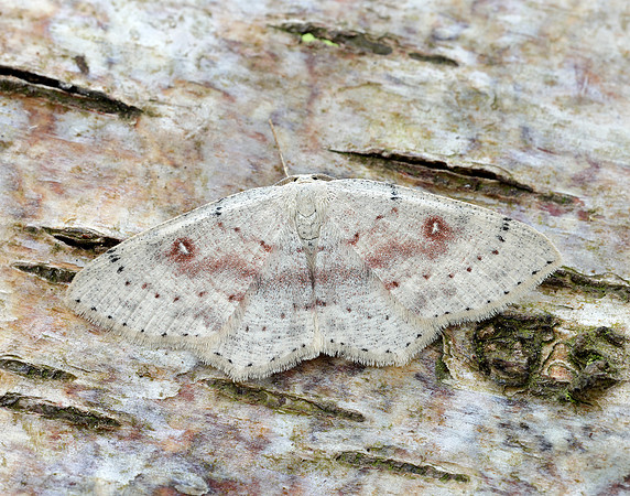 70.032 BF1677 Birch Mocha Cyclophora albipunctata