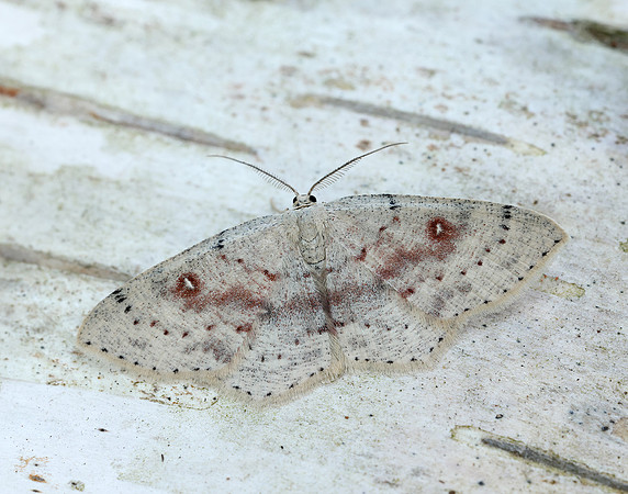 70.032 BF1677 Birch Mocha Cyclophora albipunctata