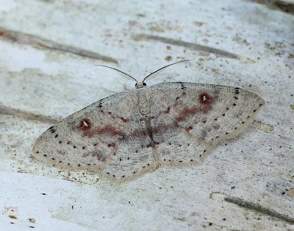 70.032 BF1677 Birch Mocha Cyclophora albipunctata