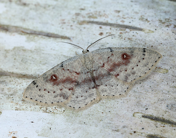70.032 BF1677 Birch Mocha Cyclophora albipunctata
