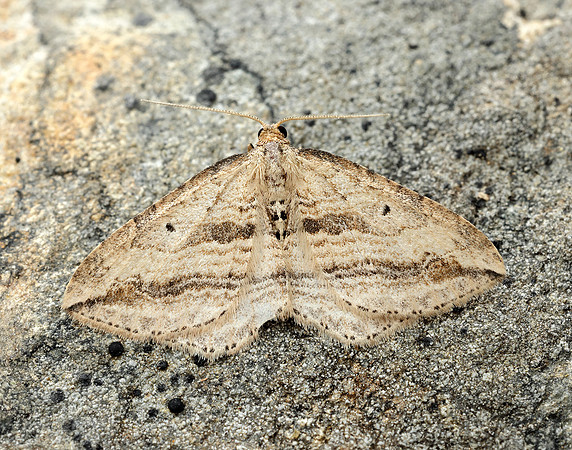 70.046 BF1719 Oblique Carpet Orthonama vittata