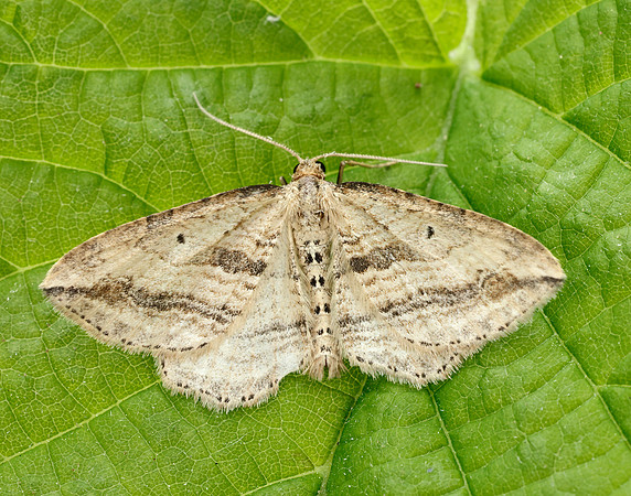 70.046 BF1719 Oblique Carpet Orthonama vittata