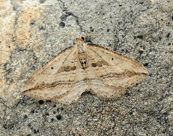 70.046 BF1719 Oblique Carpet Orthonama vittata