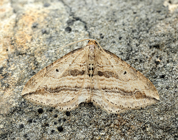 70.046 BF1719 Oblique Carpet Orthonama vittata