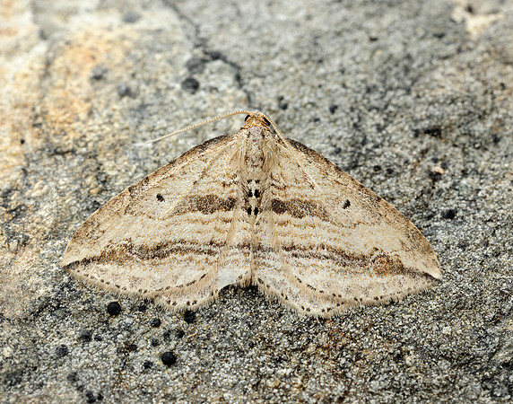 70.046 BF1719 Oblique Carpet Orthonama vittata