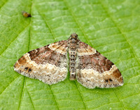 70.052 BF1725 Dark-barred Twin-spot Carpet Xanthorhoe ferrugata