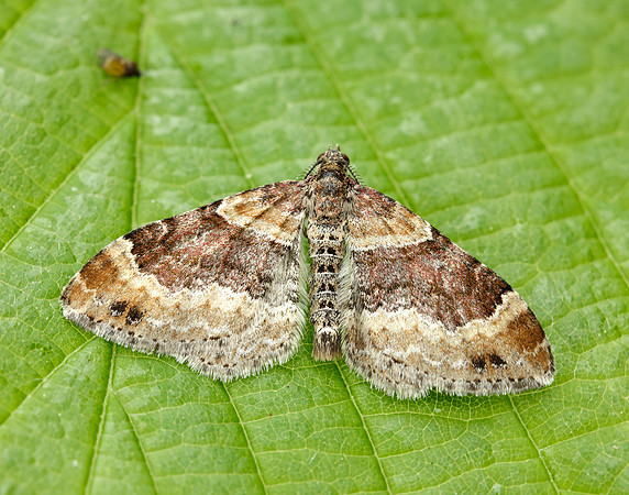 70.052 BF1725 Dark-barred Twin-spot Carpet Xanthorhoe ferrugata