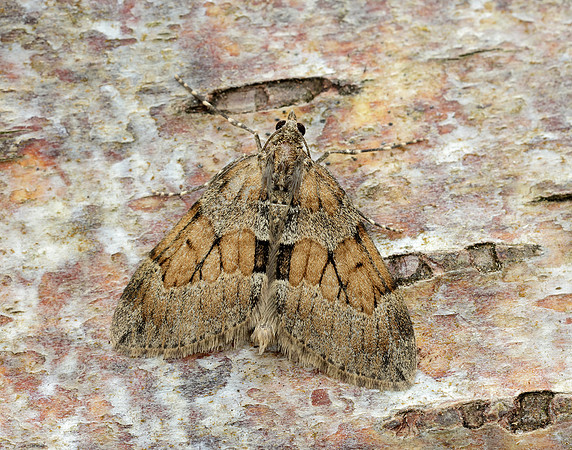 70.081 BF1768 Grey Pine Carpet Thera obeliscata