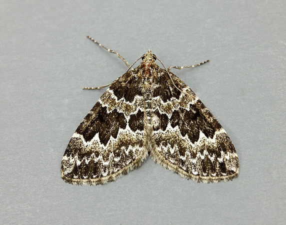 70.086 BF1773 Broken-barred Carpet Electrophaes corylata