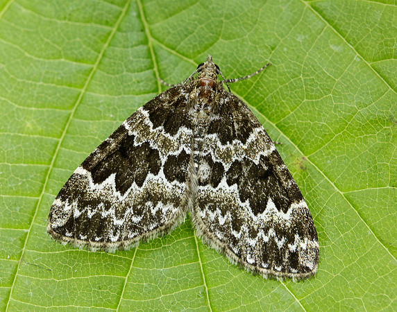 70.086 BF1773 Broken-barred Carpet Electrophaes corylata
