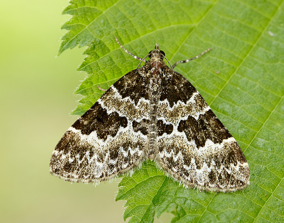 70.086 BF1773 Broken-barred Carpet Electrophaes corylata