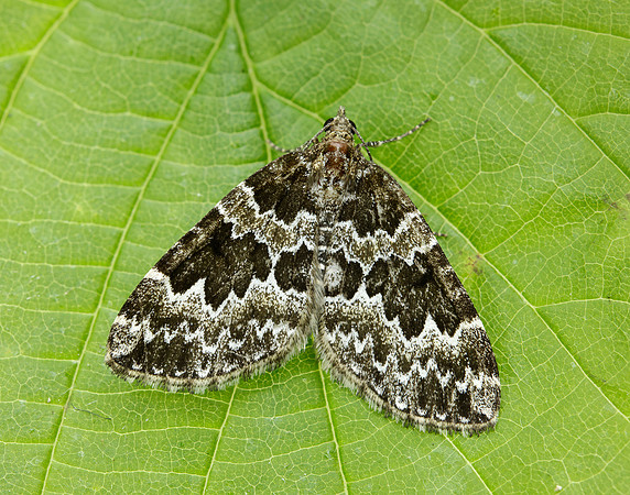 70.086 BF1773 Broken-barred Carpet Electrophaes corylata