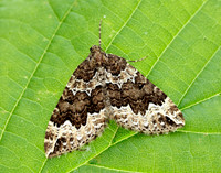 70.104 BF1751 Devon Carpet Lampropteryx otregiata
