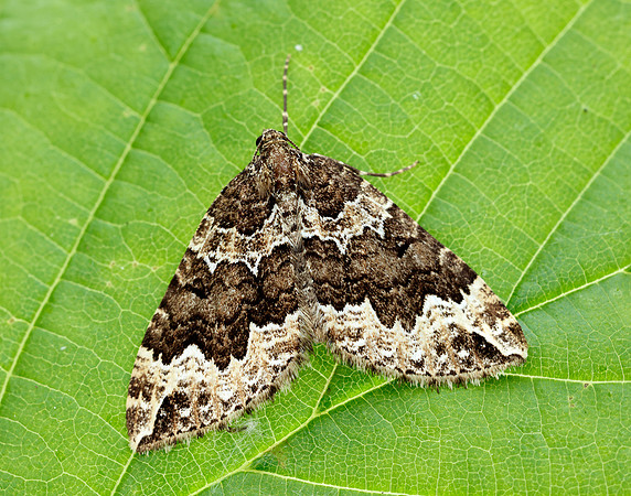 70.104 BF1751 Devon Carpet Lampropteryx otregiata