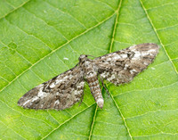 70.168 BF1846 Narrow-winged Pug Eupithecia nanata