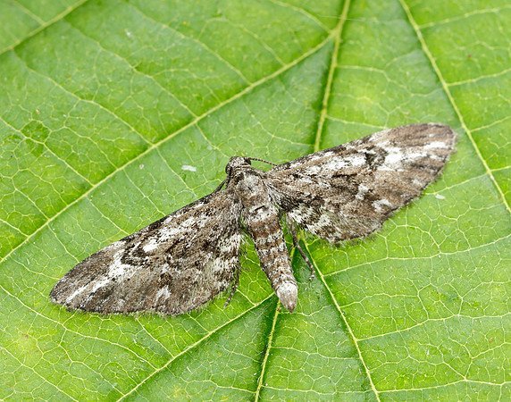 70.168 BF1846 Narrow-winged Pug Eupithecia nanata