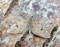70.171 BF1844 Ochreous Pug Eupithecia indigata