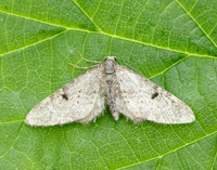 70.171 BF1844 Ochreous Pug Eupithecia indigata