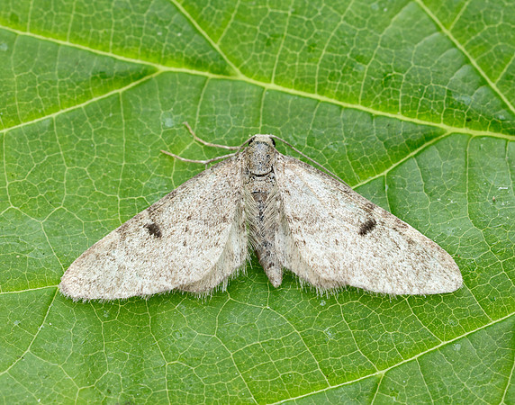 70.171 BF1844 Ochreous Pug Eupithecia indigata