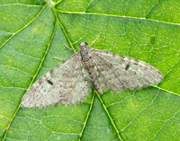 70.171 BF1844 Ochreous Pug Eupithecia indigata