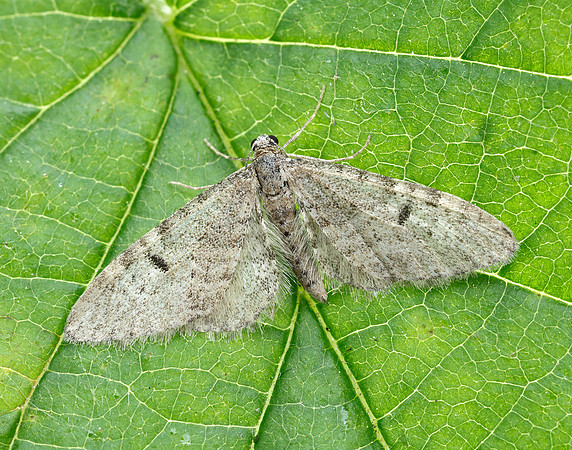 70.171 BF1844 Ochreous Pug Eupithecia indigata