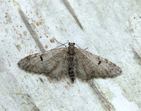 70.171 BF1844 Ochreous Pug Eupithecia indigata