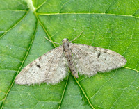 70.171 BF1844 Ochreous Pug Eupithecia indigata