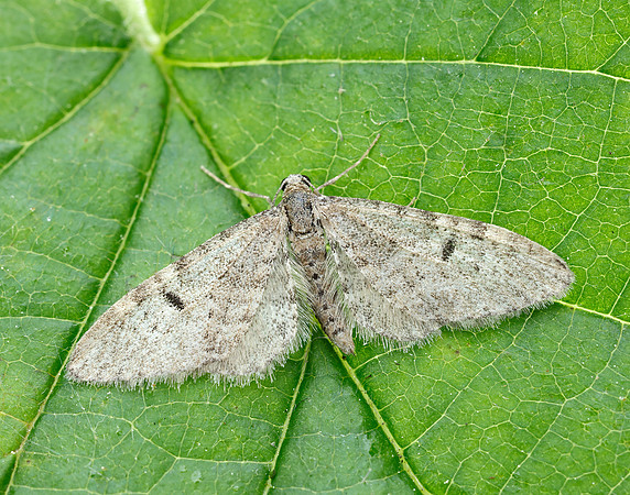 70.171 BF1844 Ochreous Pug Eupithecia indigata