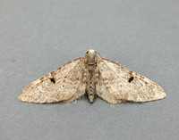 70.171 BF1844 Ochreous Pug Eupithecia indigata