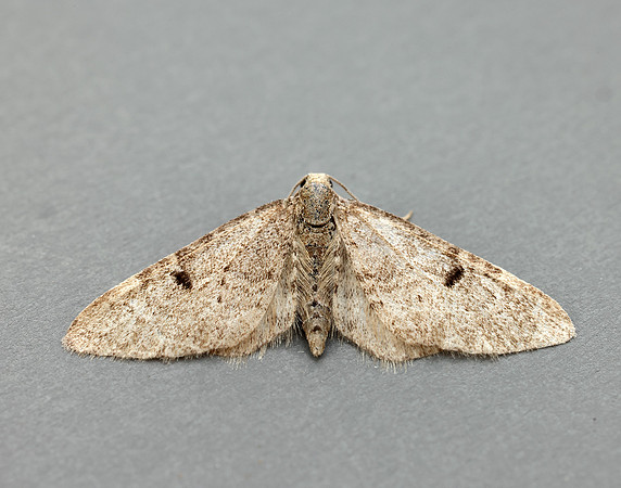 70.171 BF1844 Ochreous Pug Eupithecia indigata