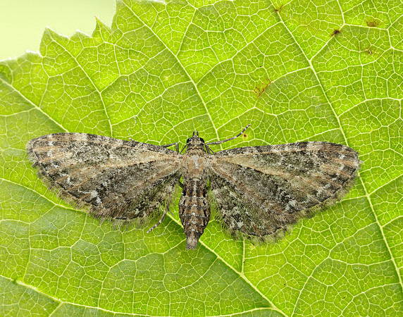 70.183 BF1834 Common Pug Eupithecia vulgata
