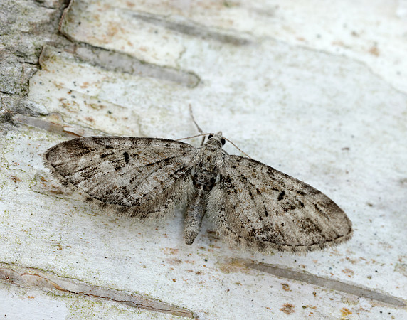 70.184 BF1819 Mottled Pug Eupithecia exiguata