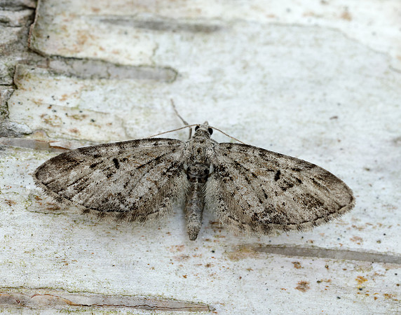 70.184 BF1819 Mottled Pug Eupithecia exiguata