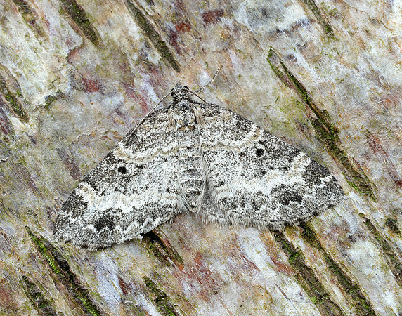 70.199 BF1882 Small Seraphim Pterapherapteryx sexalata