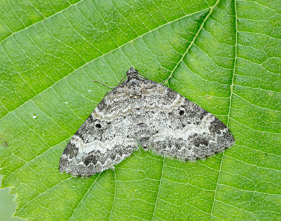 70.199 BF1882 Small Seraphim Pterapherapteryx sexalata