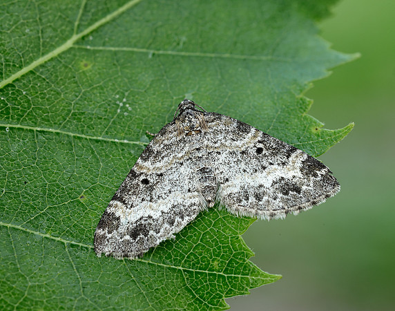 70.199 BF1882 Small Seraphim Pterapherapteryx sexalata