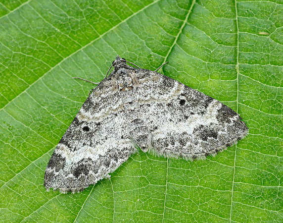 70.199 BF1882 Small Seraphim Pterapherapteryx sexalata