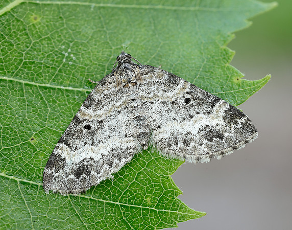 70.199 BF1882 Small Seraphim Pterapherapteryx sexalata