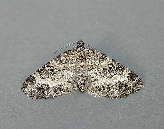 70.199 BF1882 Small Seraphim Pterapherapteryx sexalata