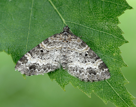 70.199 BF1882 Small Seraphim Pterapherapteryx sexalata
