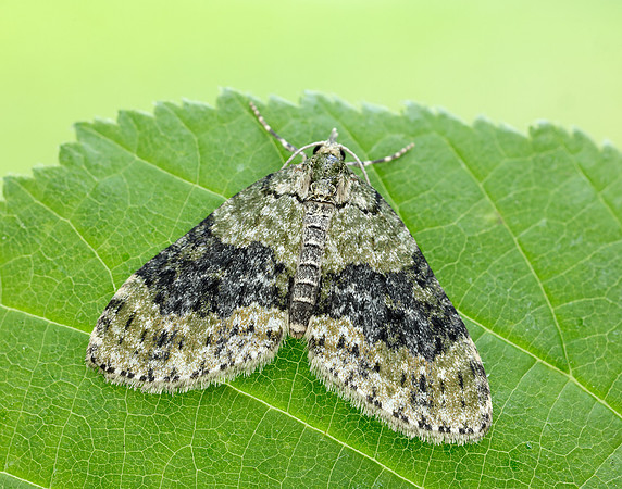 70.200 BF1883 Yellow-barred Brindle Acasis viretata